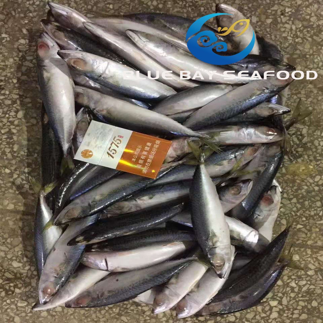 B Class Quality Low Price Land Frozen Pacific Mackerel for Canning for Thailand Market