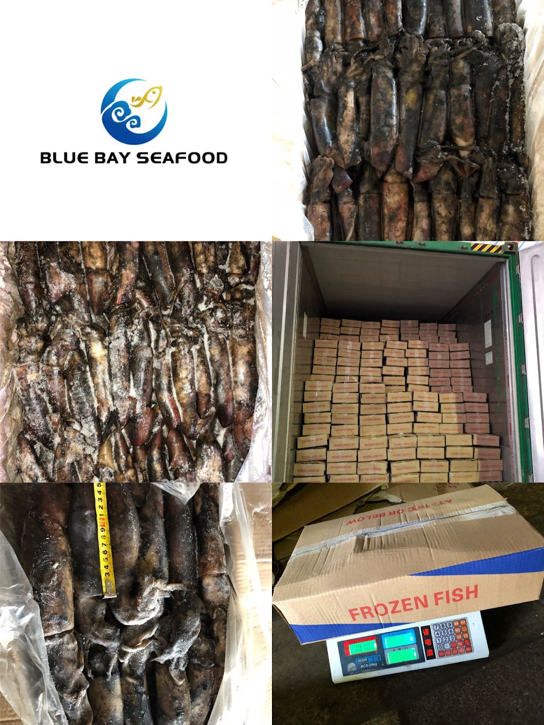 Frozen Black Squid Whole Round for Bait,China price supplier - 21food