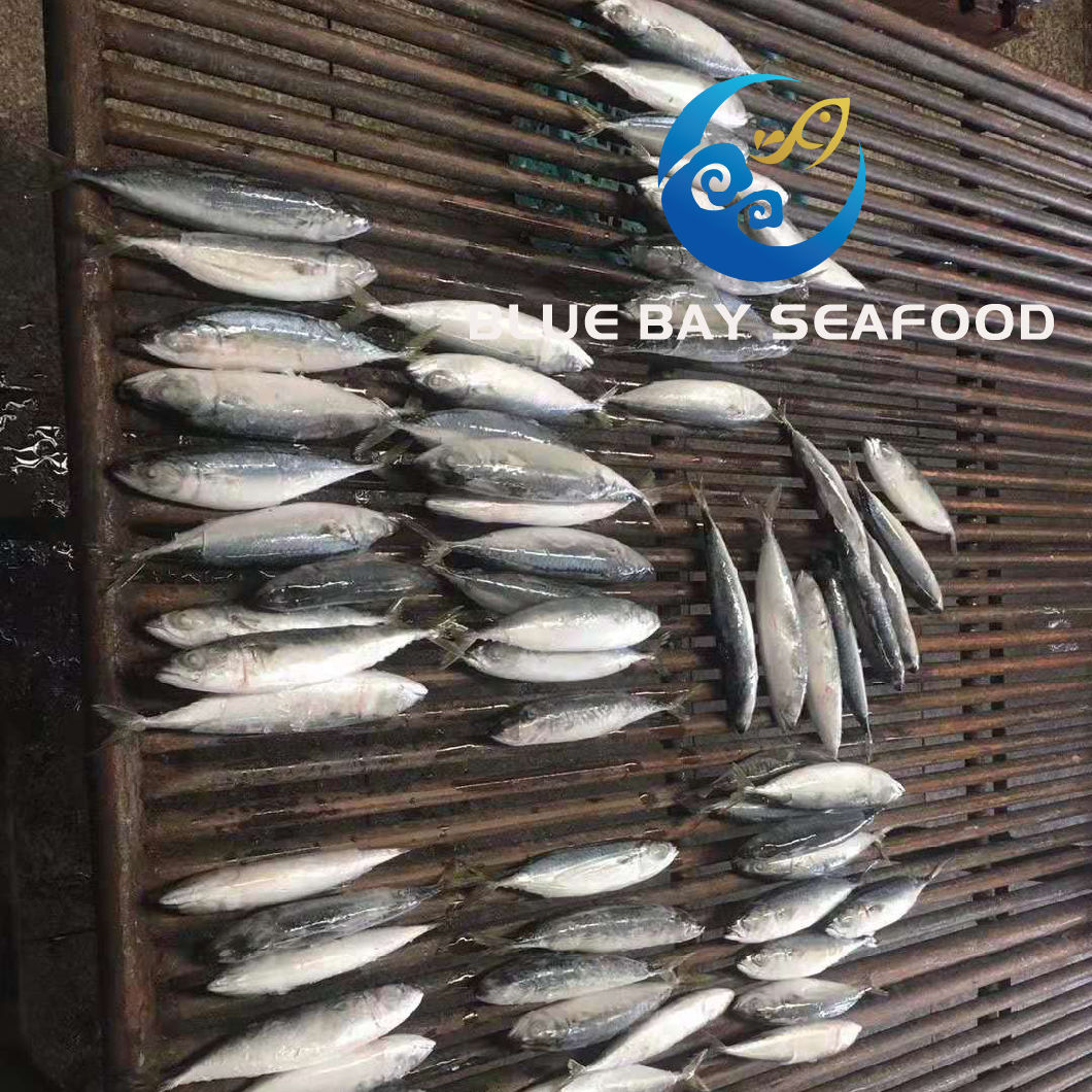 IQF 60-80 PCS Light Purse Seine Pacific Fish Frozen Mackerel Fish