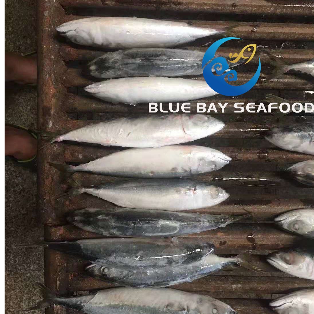 IQF 60-80 PCS Light Purse Seine Pacific Fish Frozen Mackerel Fish