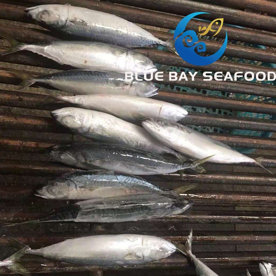 IQF 60-80 PCS Light Purse Seine Pacific Fish Frozen Mackerel Fish
