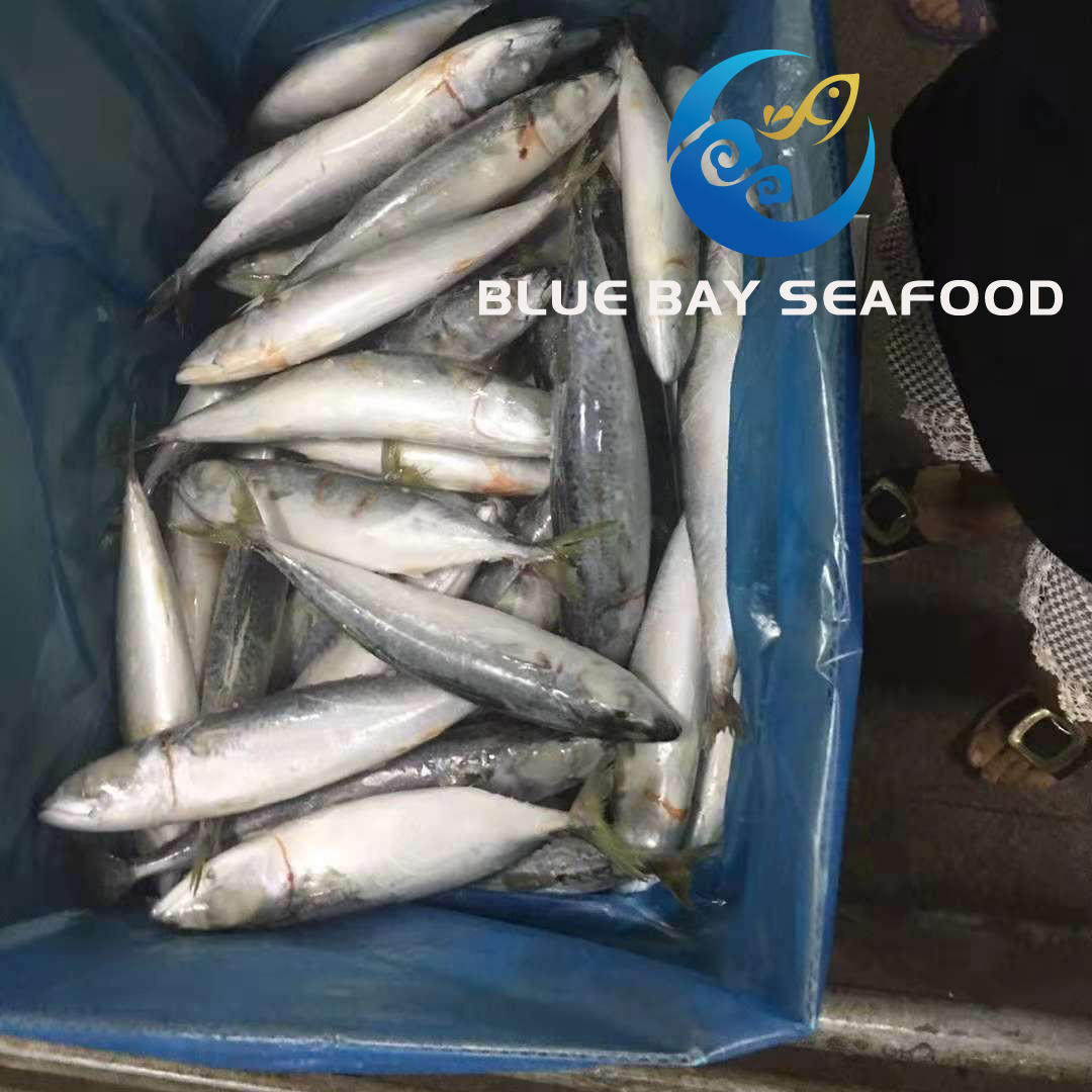 IQF 60-80 PCS Light Purse Seine Pacific Fish Frozen Mackerel Fish