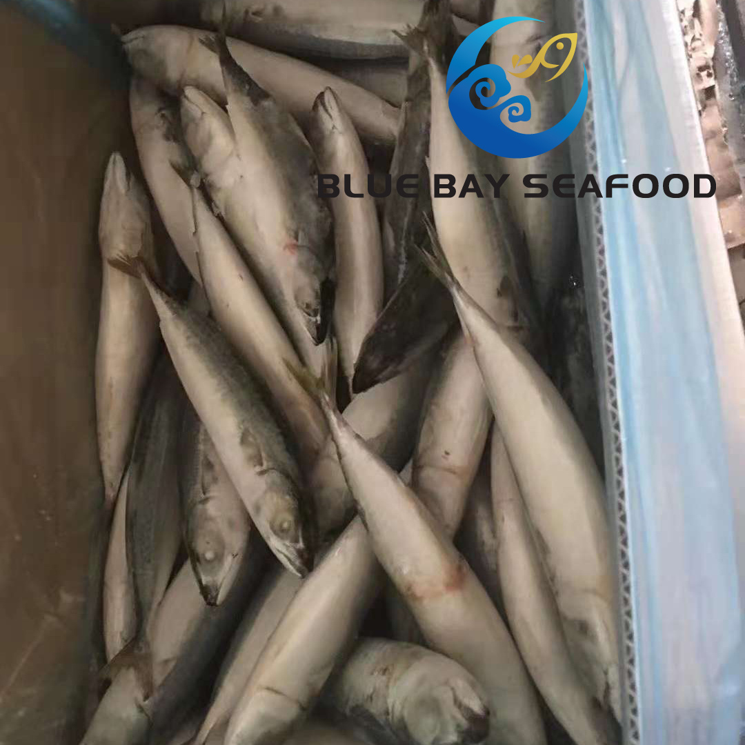 IQF 60-80 PCS Light Purse Seine Pacific Fish Frozen Mackerel Fish