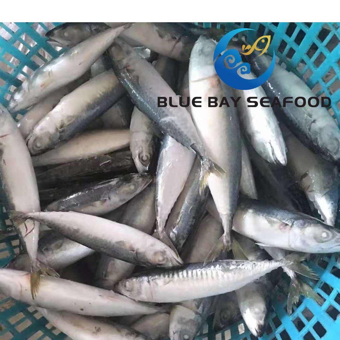 IQF 60-80 PCS Light Purse Seine Pacific Fish Frozen Mackerel Fish