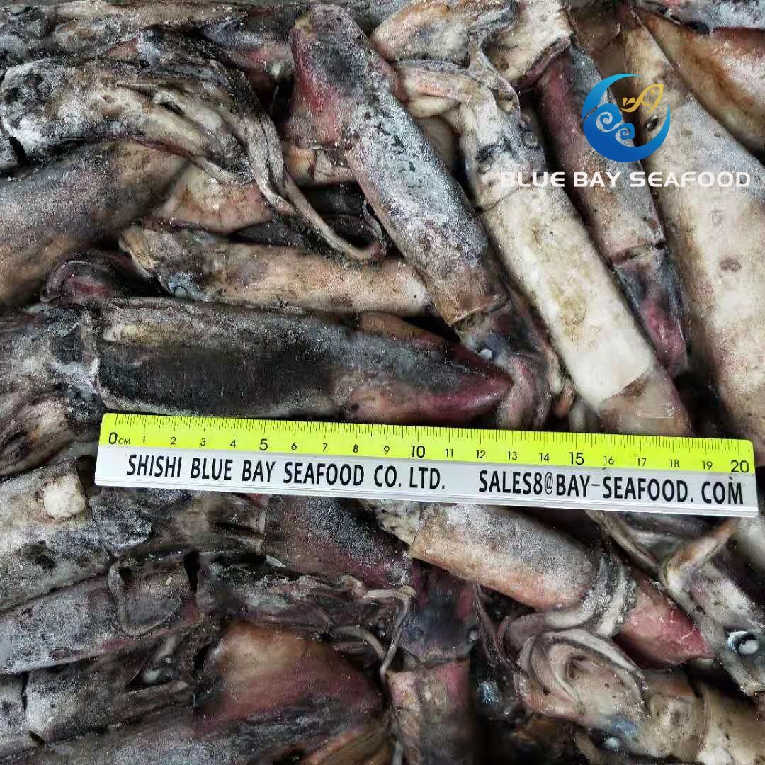 W/R Frozen Black Squid for Tuna Bait Wholesale,China price supplier