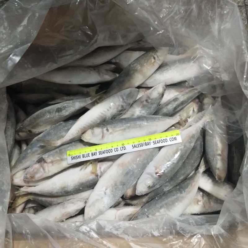 Whole Round Frozen Small Eye Round Scad 18cm+