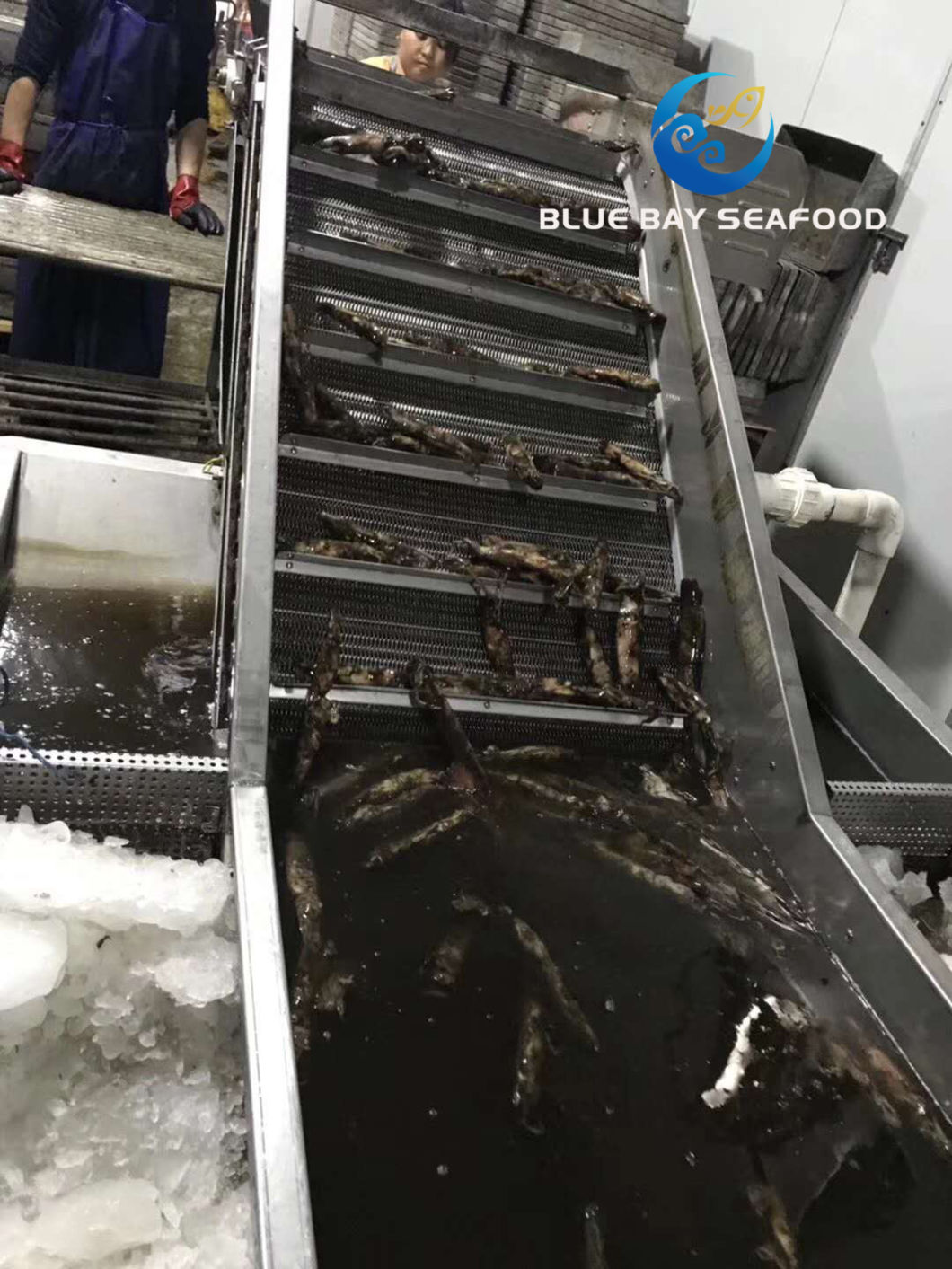 IQF Black Squid for Bait and Human Frozen Fish