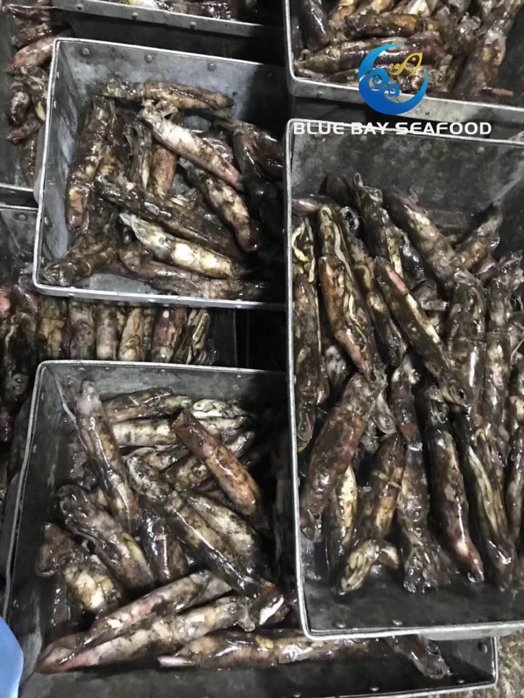 IQF Black Squid for Bait and Human Frozen Fish