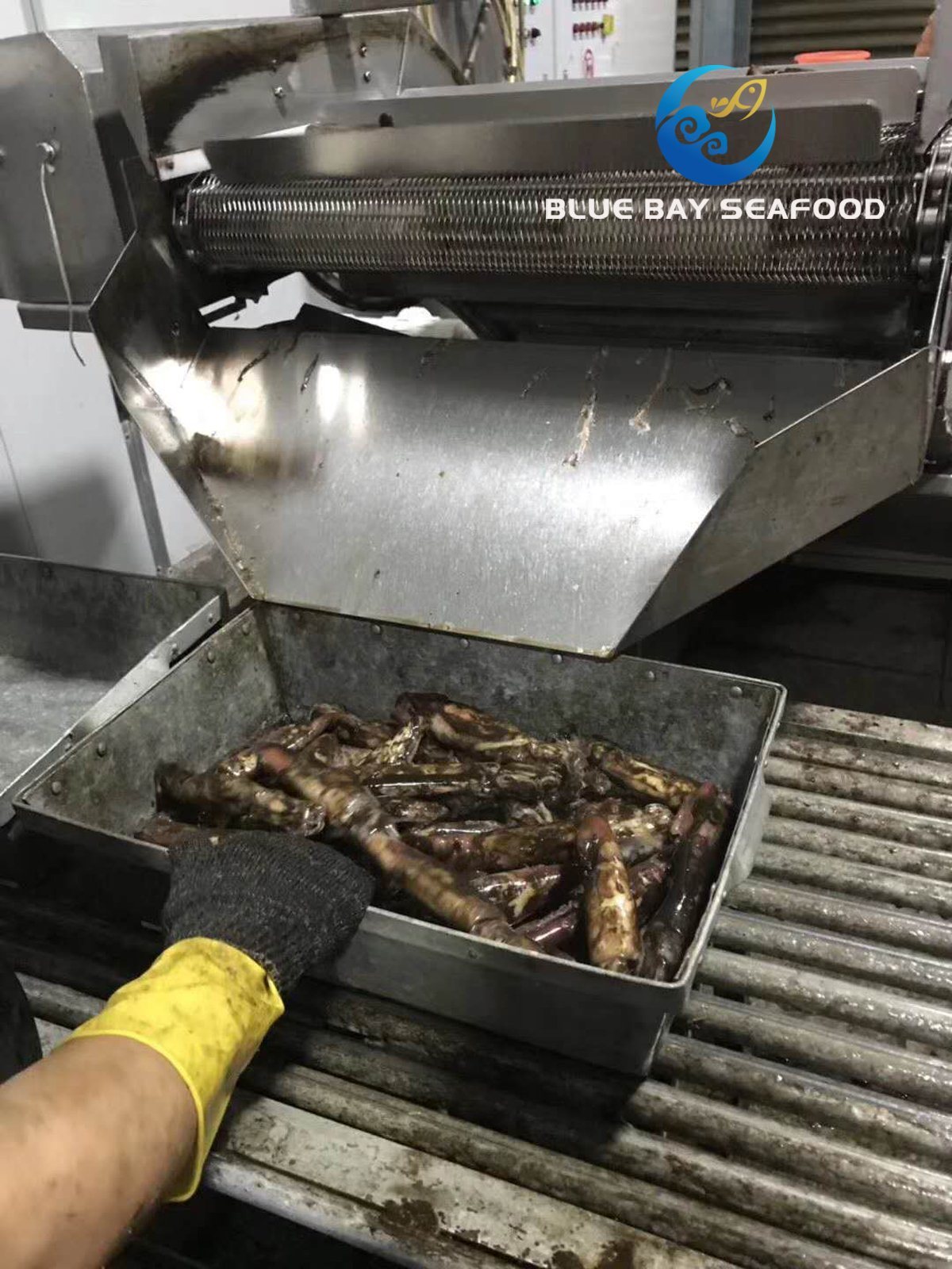 IQF Black Squid for Bait and Human Frozen Fish