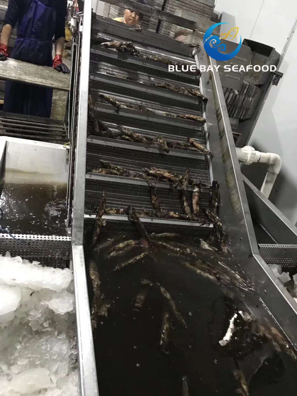 IQF Black Squid for Bait and Human Frozen Fish