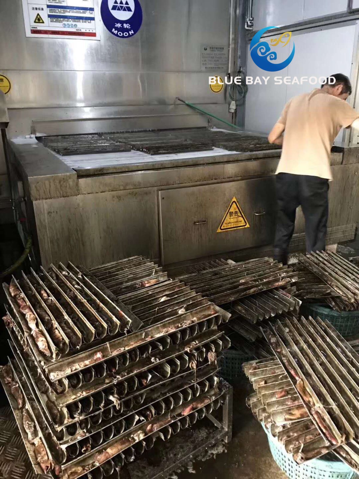 IQF Black Squid for Bait and Human Frozen Fish