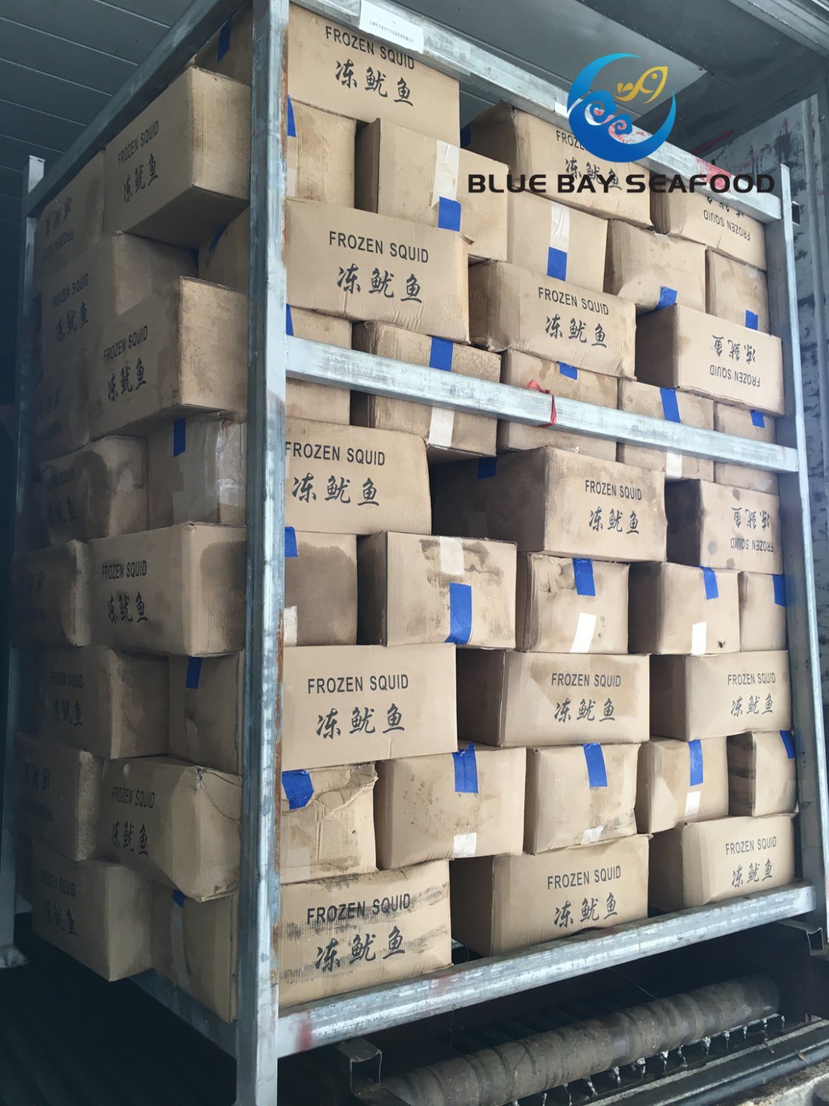 IQF Black Squid for Bait and Human Frozen Fish