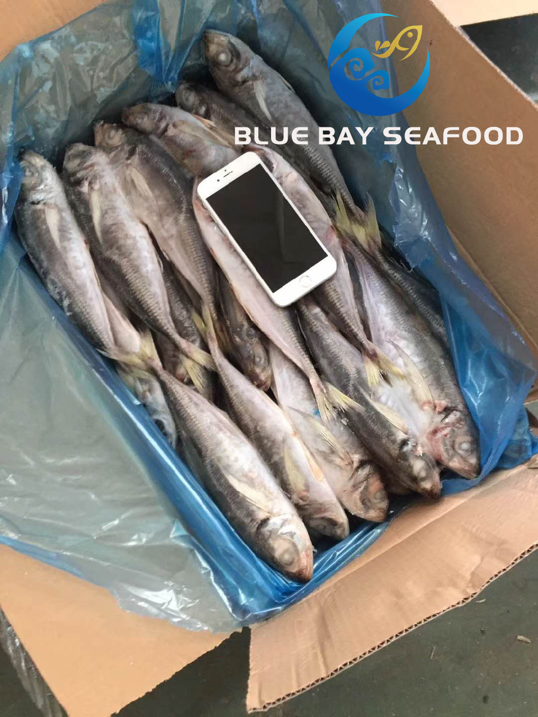 Frozen Big Eyes Scad with Size 150-200g