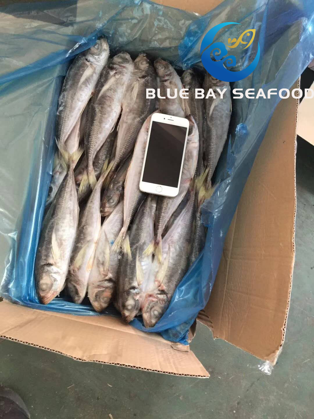 Frozen Big Eyes Scad with Size 150-200g