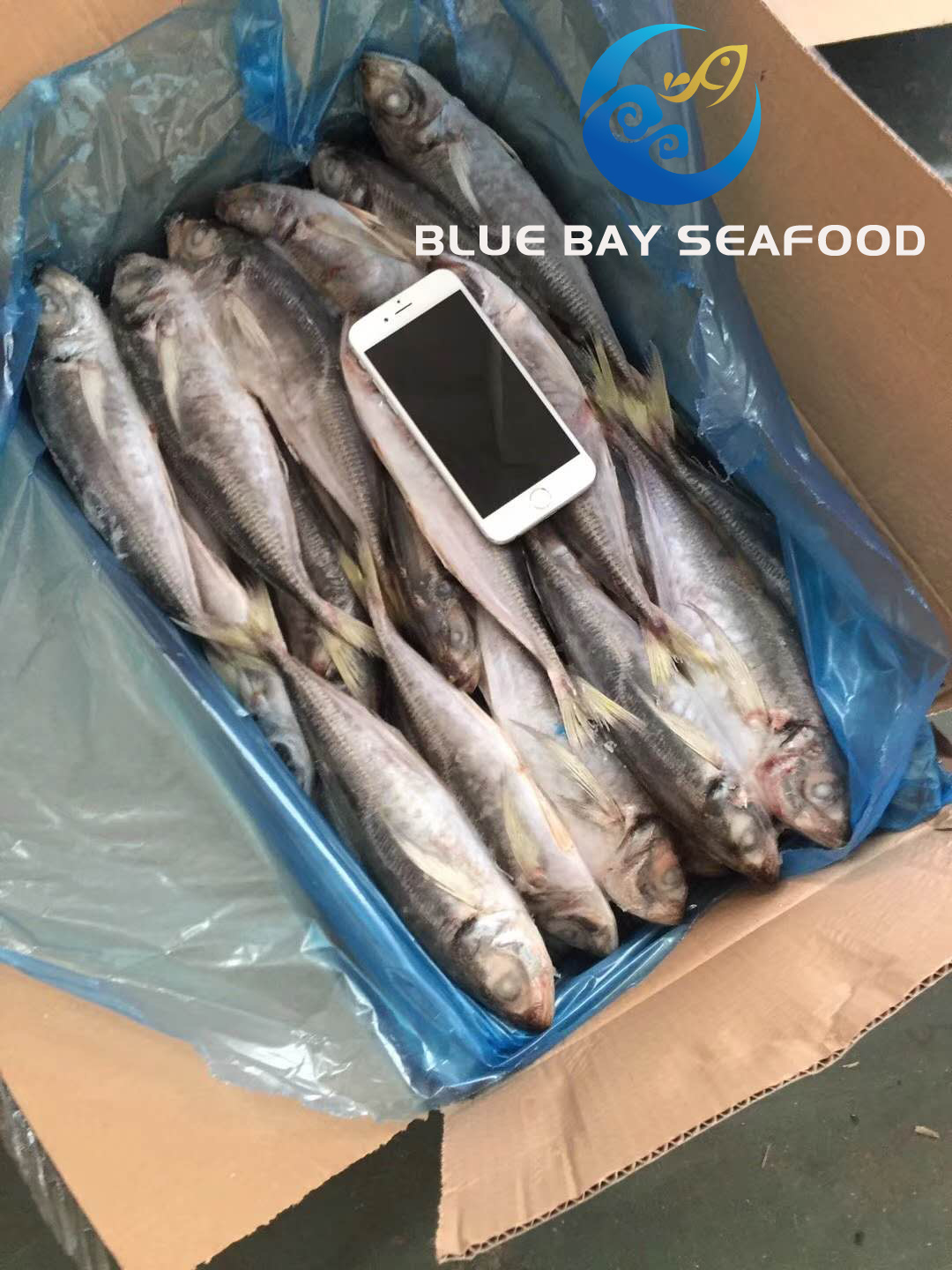 Frozen Big Eyes Scad with Size 150-200g
