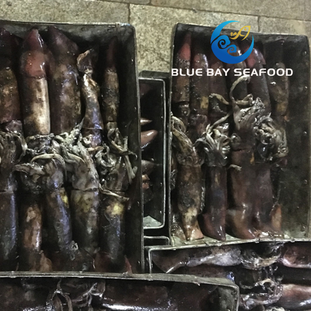 Frozen Black Squid Whole Round for Sale/Market/Baits,China price