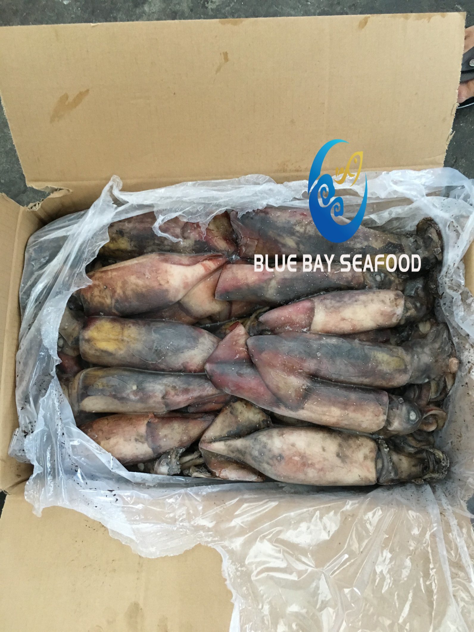 Frozen Black Squid Whole Round for Sale/Market/Baits,China price