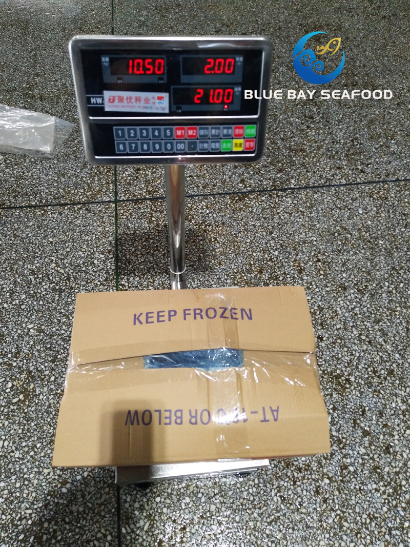 Big Size Mackerel, Frozen Pacific Mackerel Fish