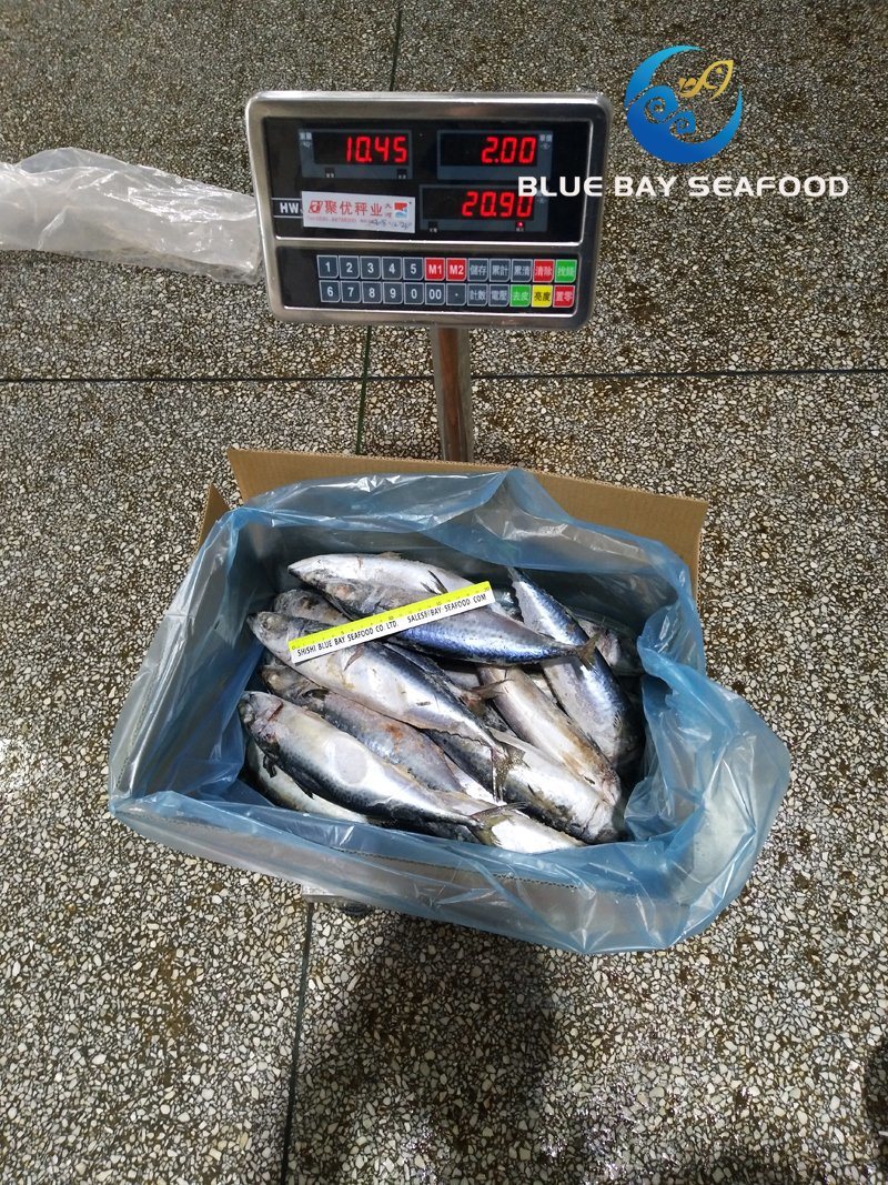 Big Size Mackerel, Frozen Pacific Mackerel Fish