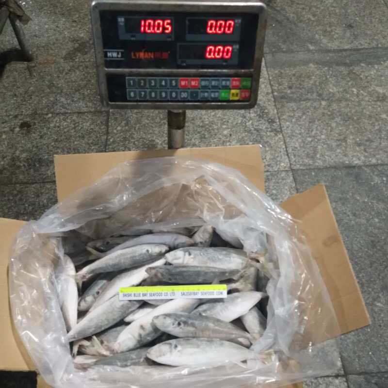 IQF Frozen Round Scad Fish for Tuna Bait