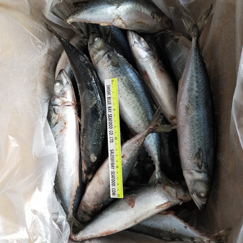 Big Size Mackerel, Frozen Pacific Mackerel Fish