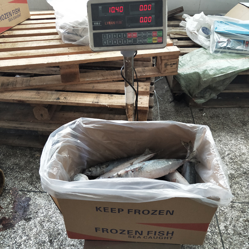 Big Size Mackerel, Frozen Pacific Mackerel Fish