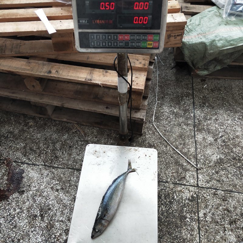 Big Size Mackerel, Frozen Pacific Mackerel Fish
