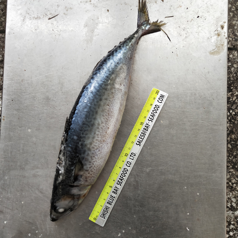 Big Size Mackerel, Frozen Pacific Mackerel Fish