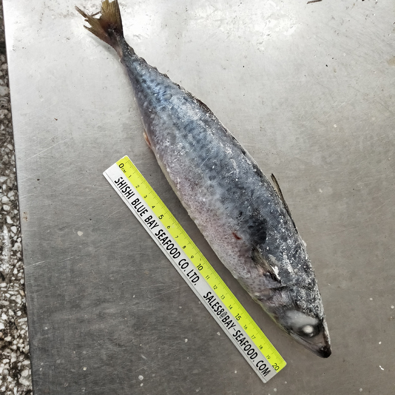 Big Size Mackerel, Frozen Pacific Mackerel Fish