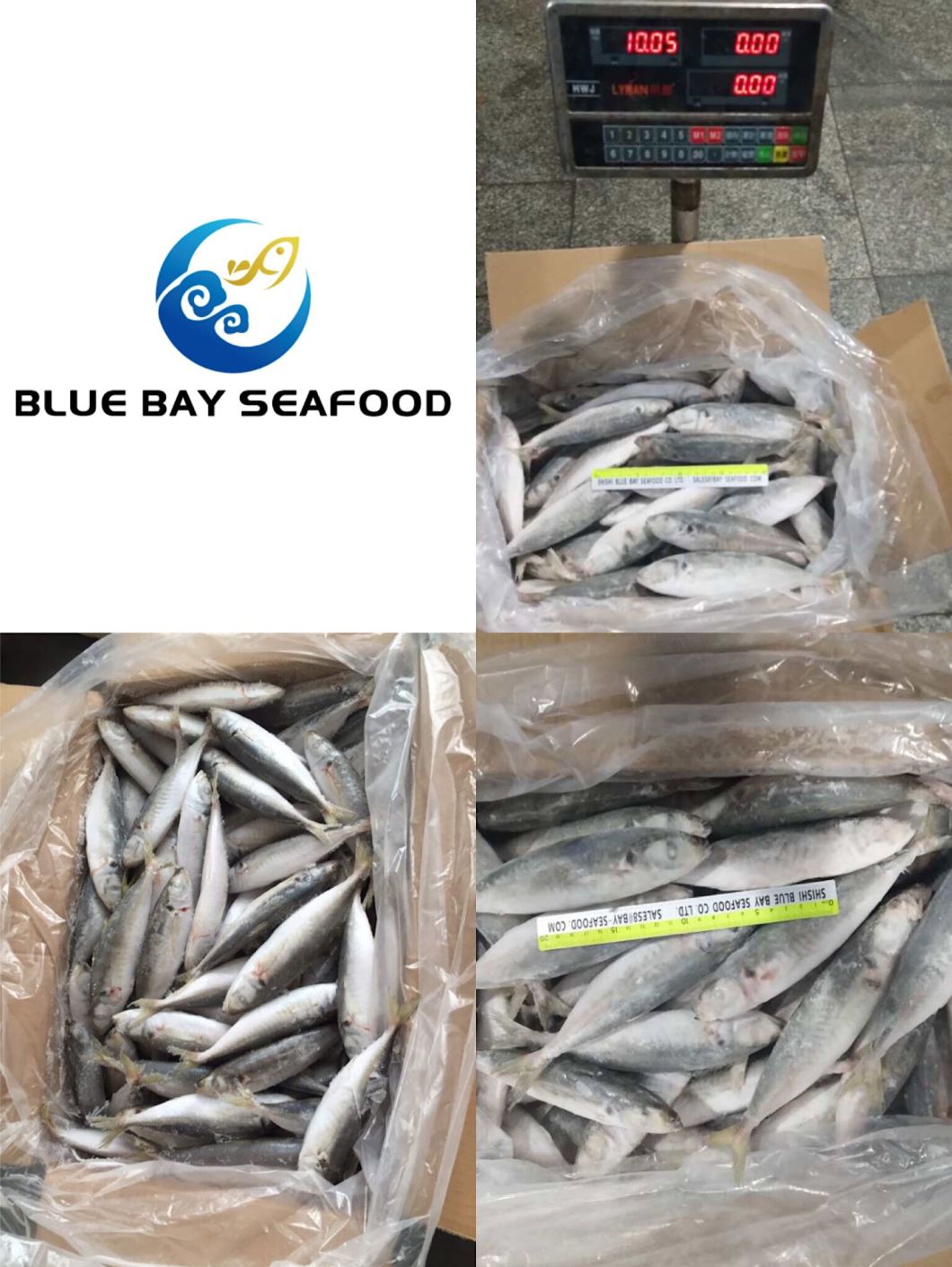 Fresh Frozen Fish W/R IQF Frozen Round Scad 10-12PCS/Kg for Sale