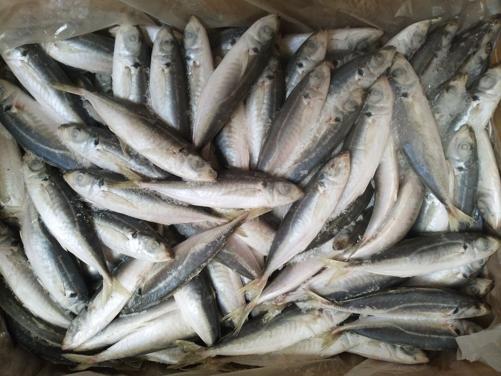 Fresh Frozen Fish W/R IQF Frozen Round Scad 10-12PCS/Kg for Sale
