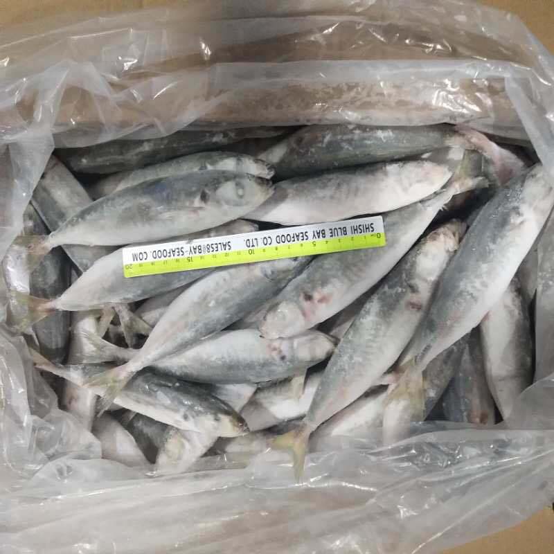 Fresh Frozen Fish W/R IQF Frozen Round Scad 10-12PCS/Kg for Sale
