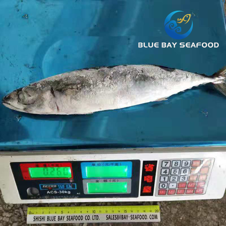 Seafrozen Pacific Mackerel Saba Mackerel Fish Size 250-350g Wholesale