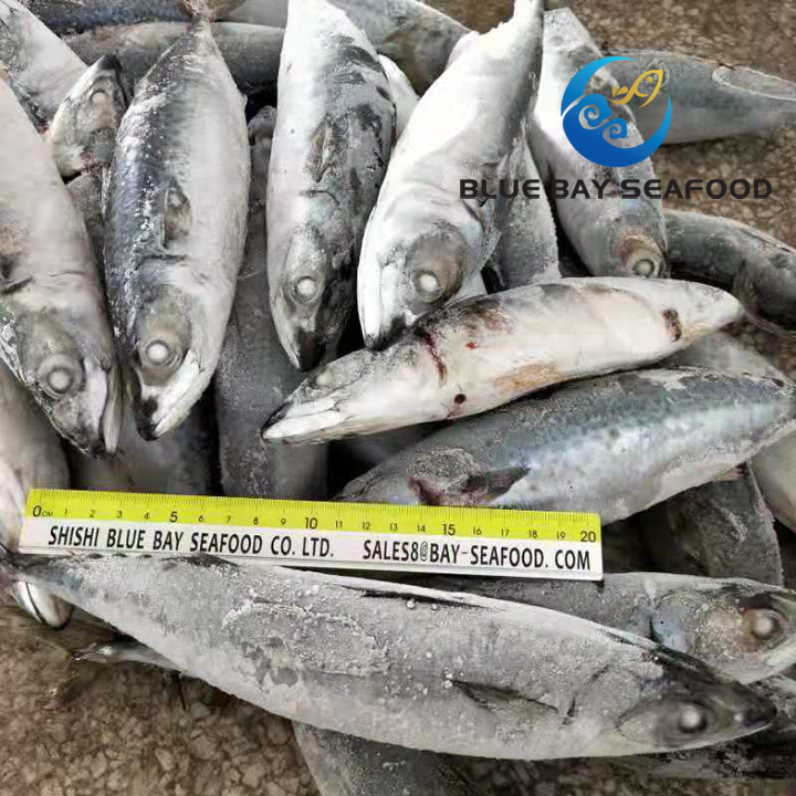 Seafrozen Pacific Mackerel Saba Mackerel Fish Size 250-350g Wholesale