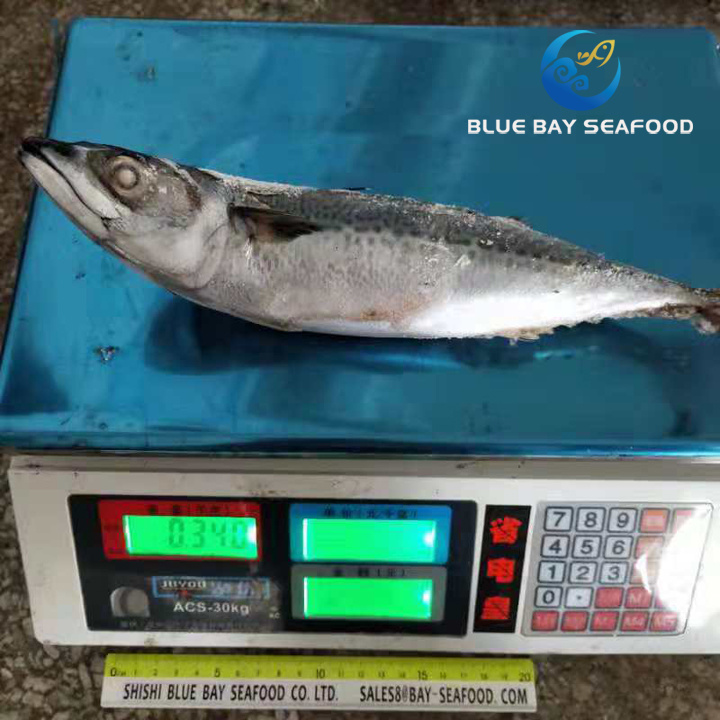 Seafrozen Pacific Mackerel Saba Mackerel Fish Size 250-350g Wholesale