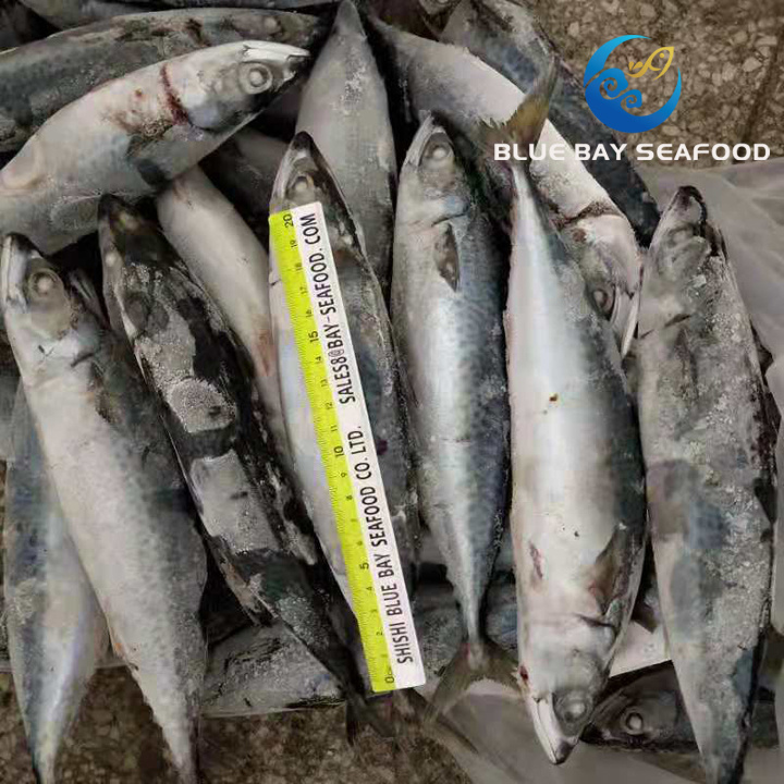 Seafrozen Pacific Mackerel Saba Mackerel Fish Size 250-350g Wholesale