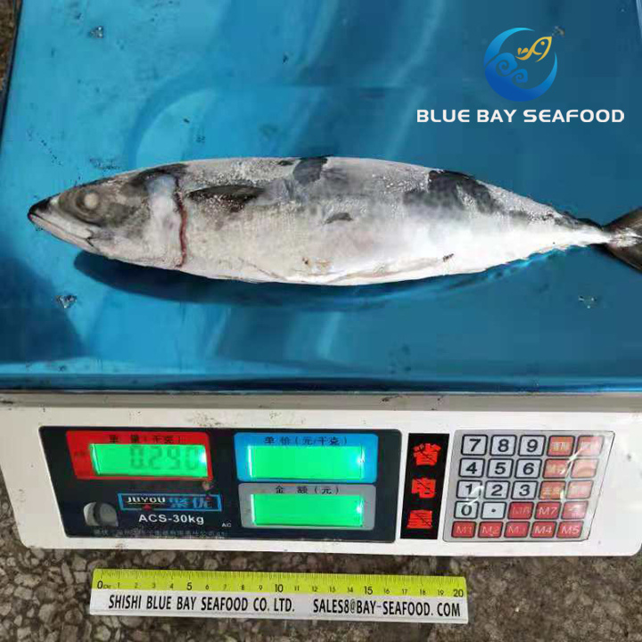 Seafrozen Pacific Mackerel Saba Mackerel Fish Size 250-350g Wholesale