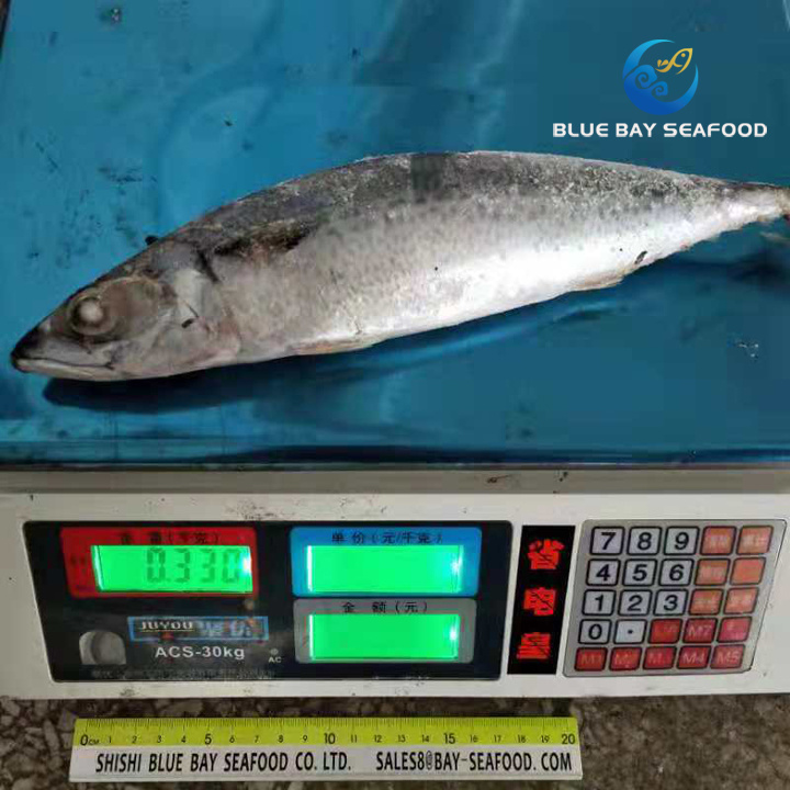 Seafrozen Pacific Mackerel Saba Mackerel Fish Size 250-350g Wholesale