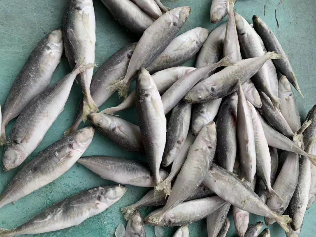 Frozen Horse Mackerel Whole Round Fish Size 8/10 PCS Per Kg,China Price ...