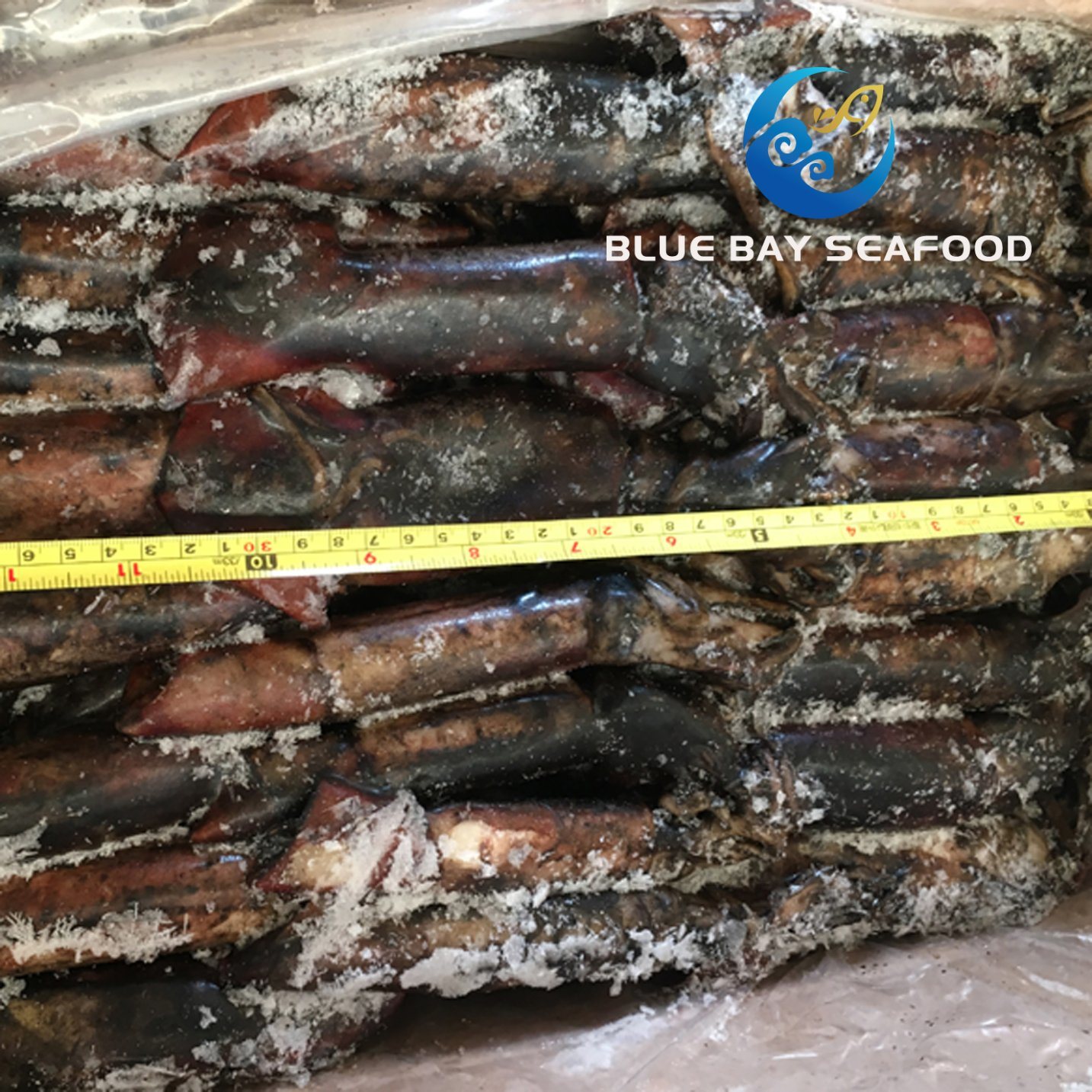 Size 70-150g Wholesale Frozen Seafood Black Squid for Bait,China price