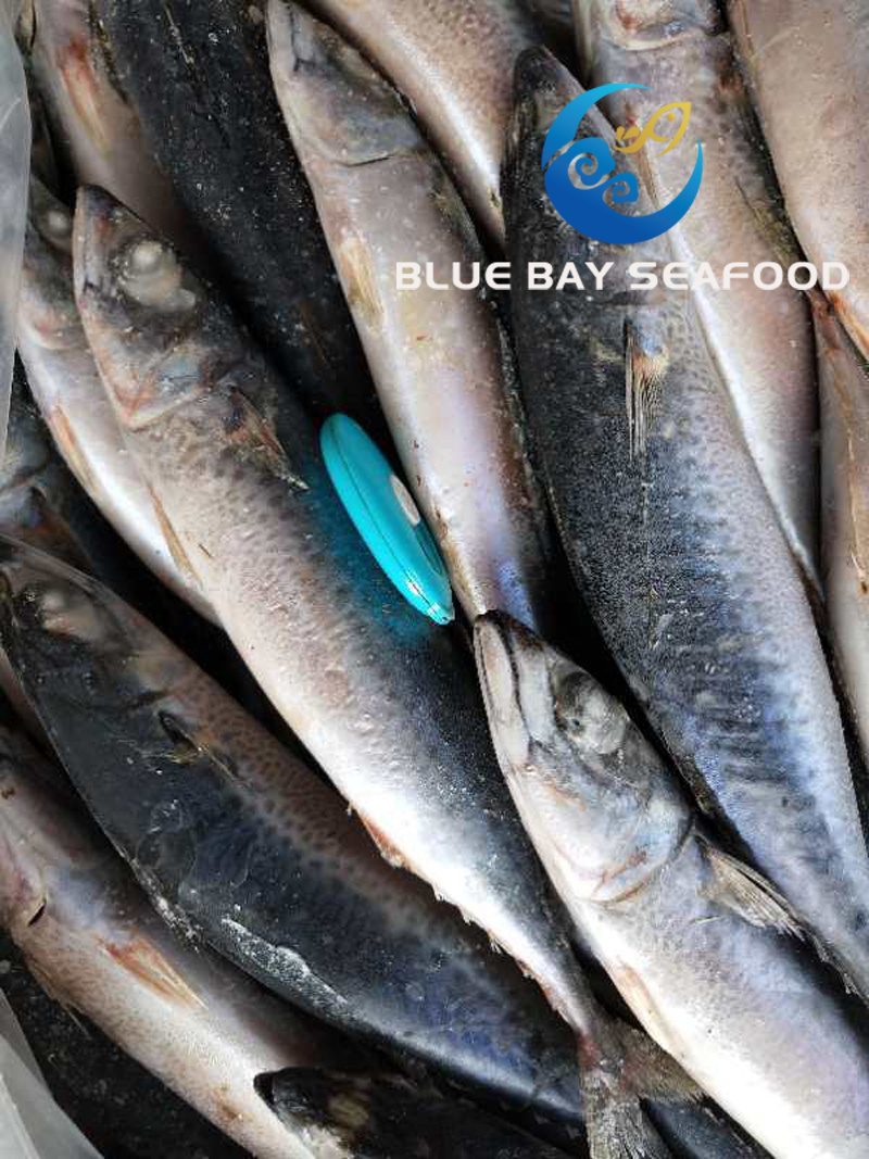 Small Size Pacific Fish Mackerel for Sale