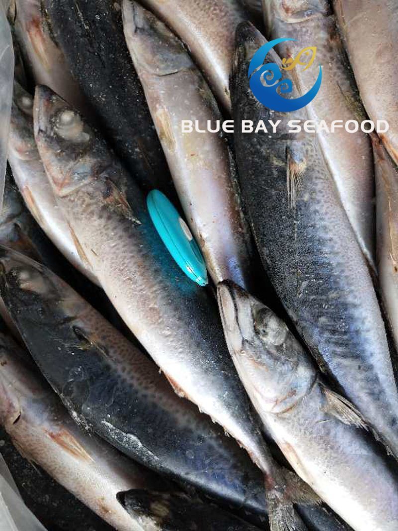 Small Size Pacific Fish Mackerel for Sale