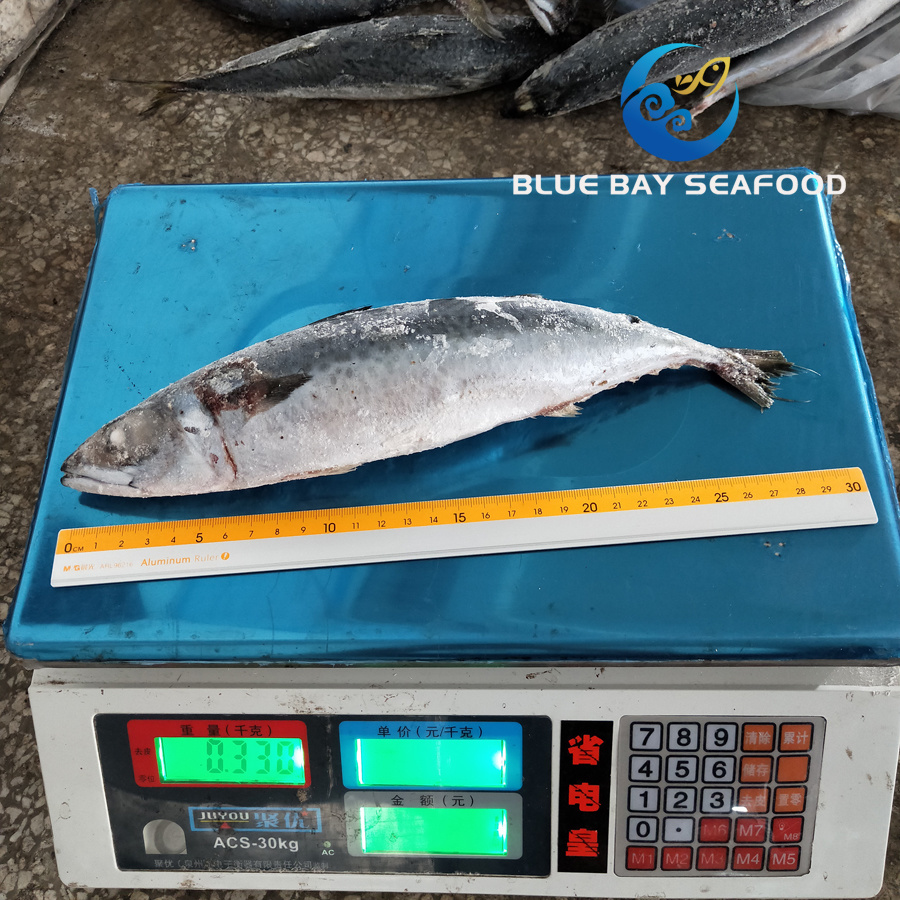 Whole Round Frozen Pacific Mackerel Fish Sea Food W/R