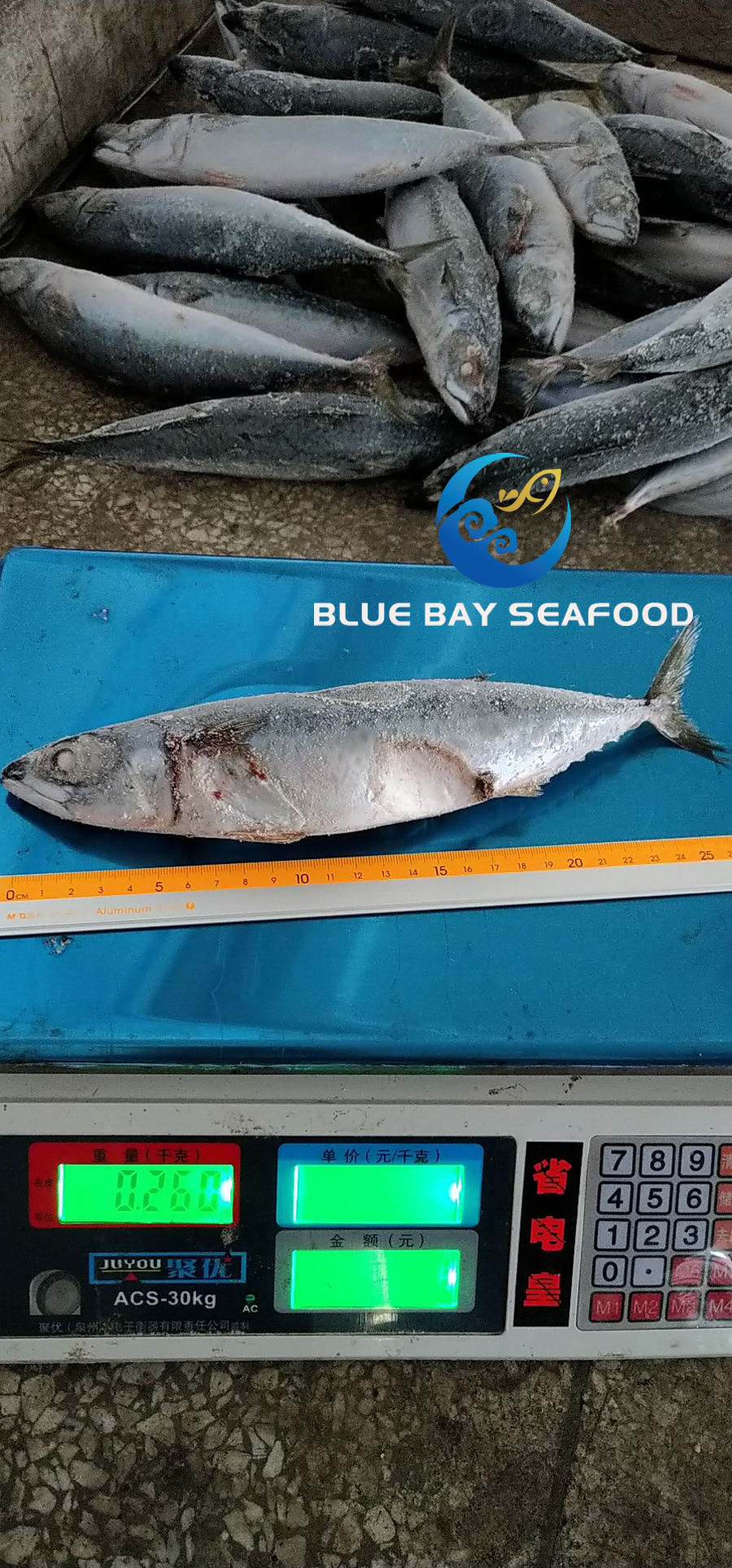 Whole Round Frozen Pacific Mackerel Fish Sea Food W/R