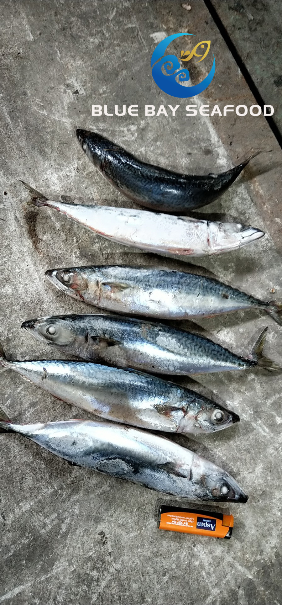 Whole Round Frozen Pacific Mackerel Fish Sea Food W/R