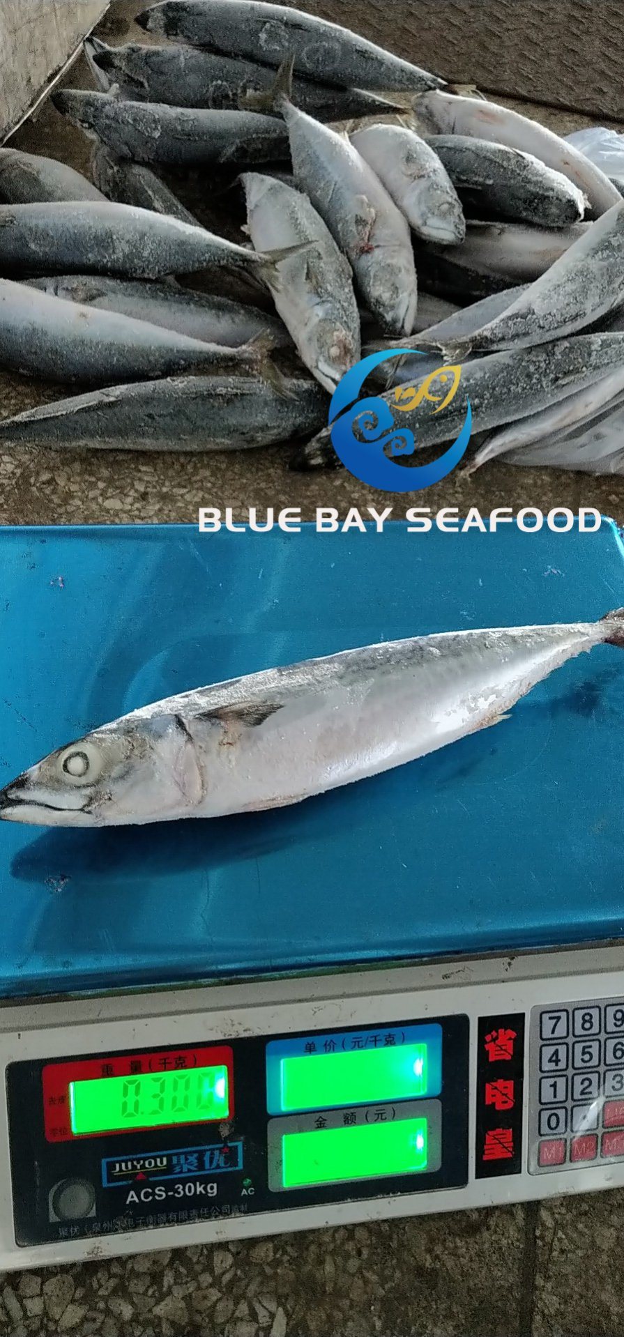 Whole Round Frozen Pacific Mackerel Fish Sea Food W/R