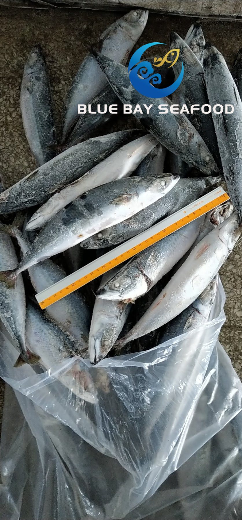 Whole Round Frozen Pacific Mackerel Fish Sea Food W/R