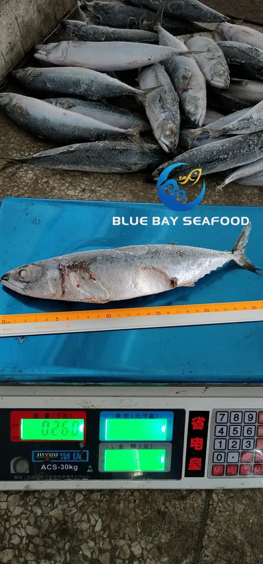 Whole Round Frozen Pacific Mackerel Fish Sea Food W/R