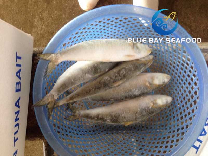 Tuna Bait Good Quality Sardine for Bait