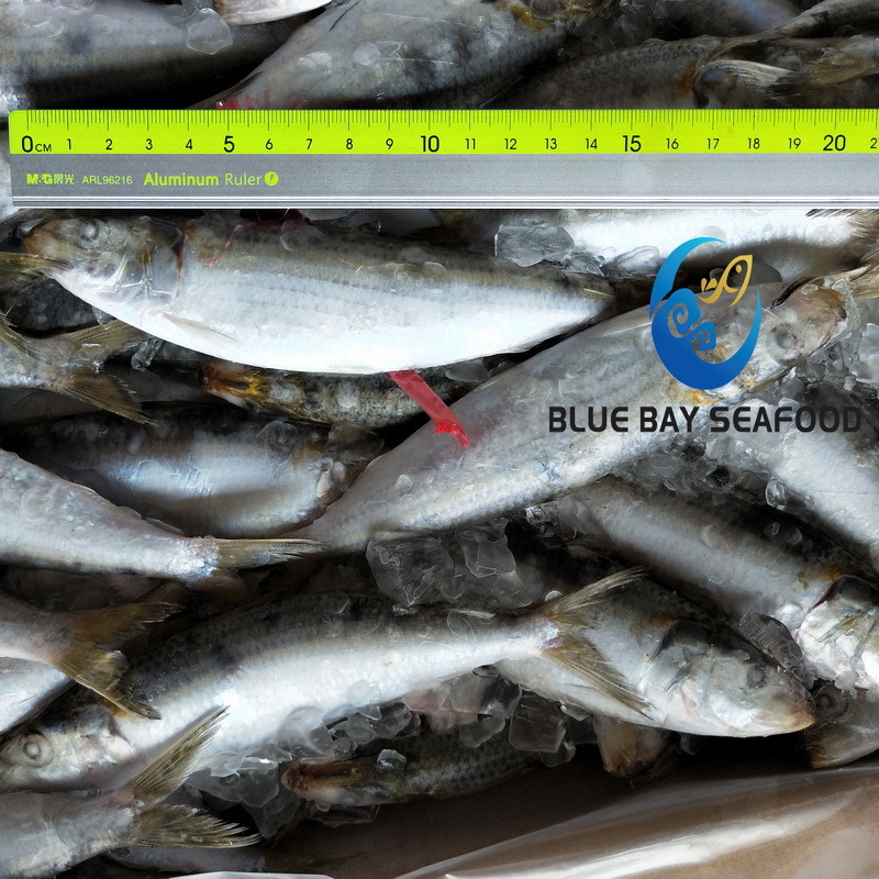Tuna Bait Good Quality Sardine for Bait